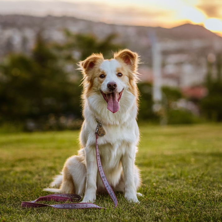 TICKLESS® ECO Pet Ultrasonic Tick and Flea Repellent