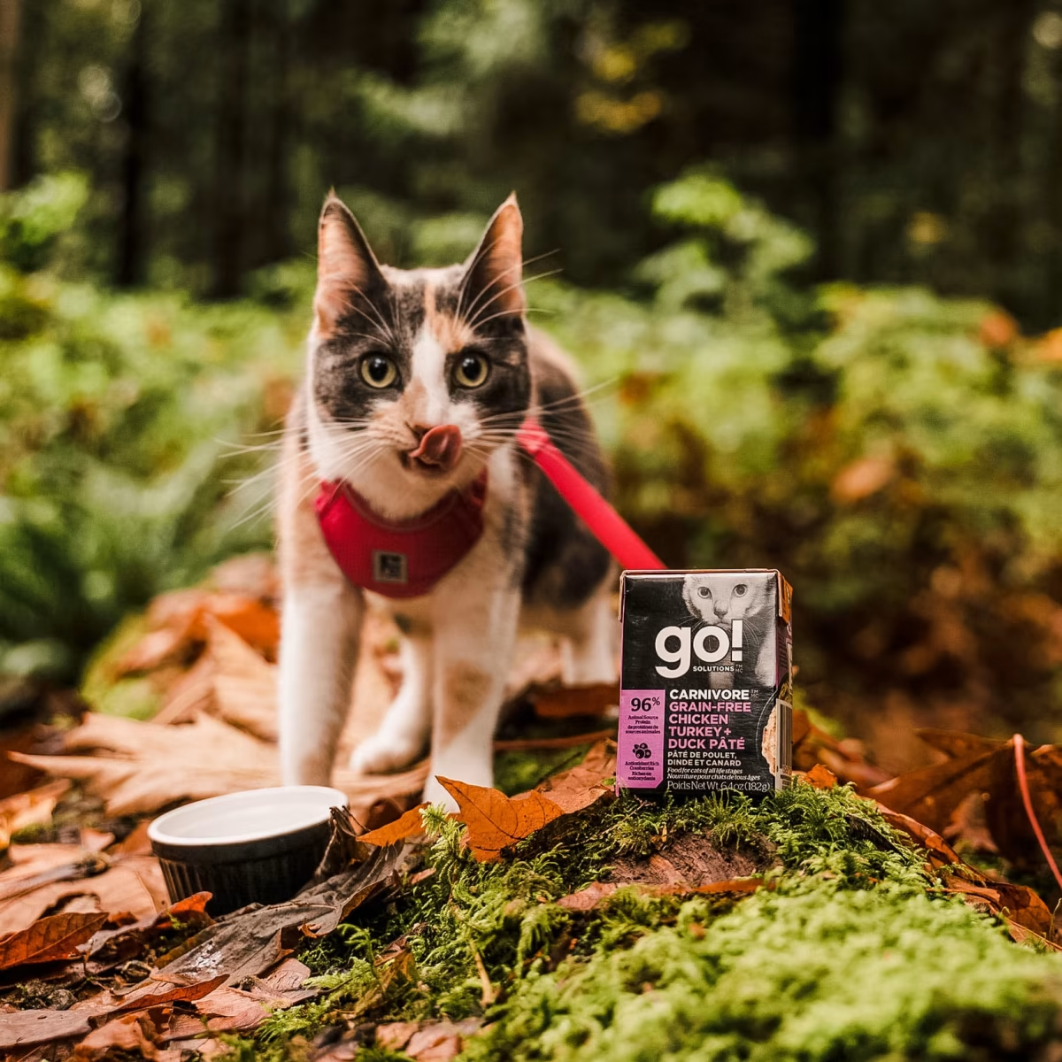 Go!CARNIVORE GRAIN-FREE CHICKEN, TURKEY + DUCK PÂTÉ CAT FOOD