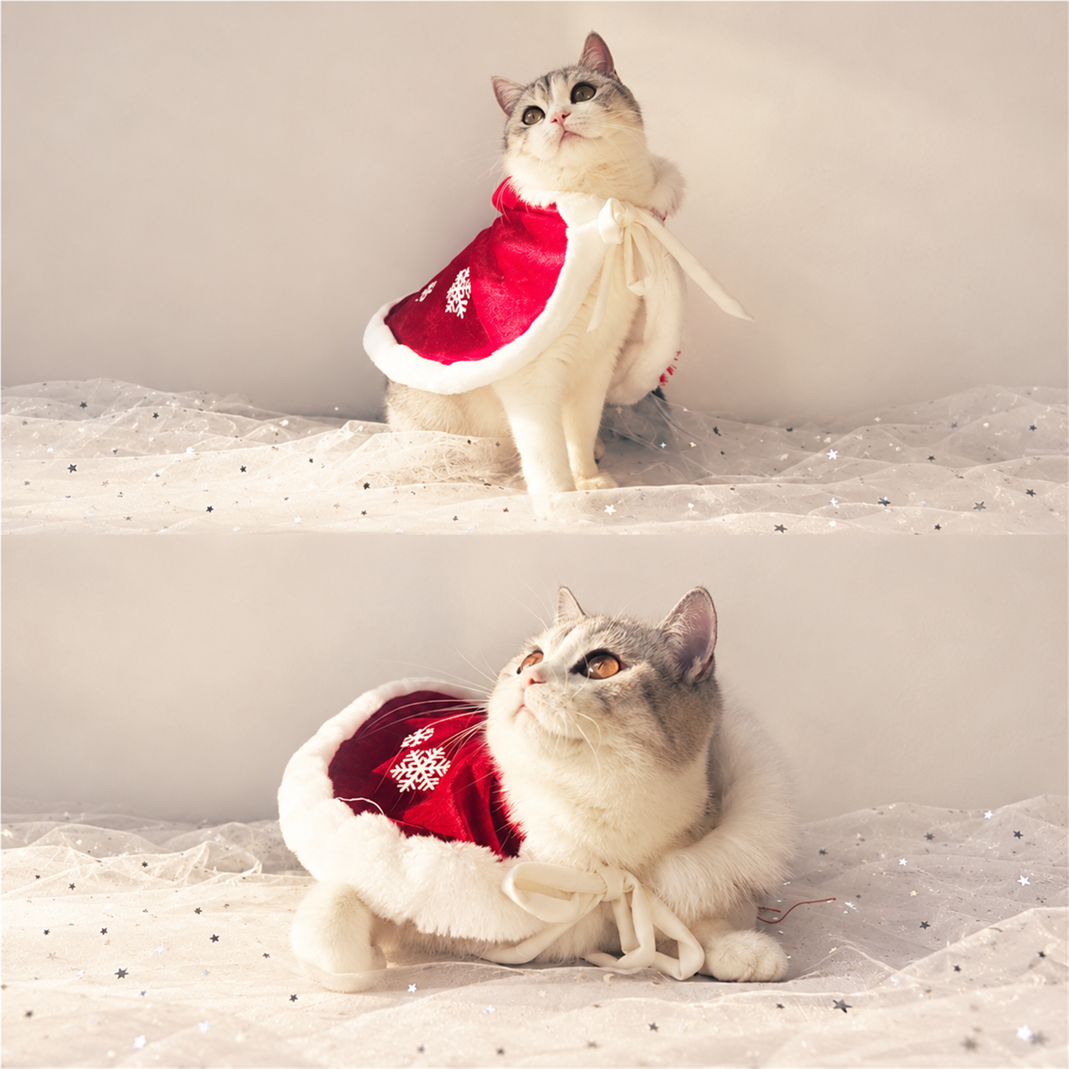 Cats wearing a Christmas red fleece cape in different poses
