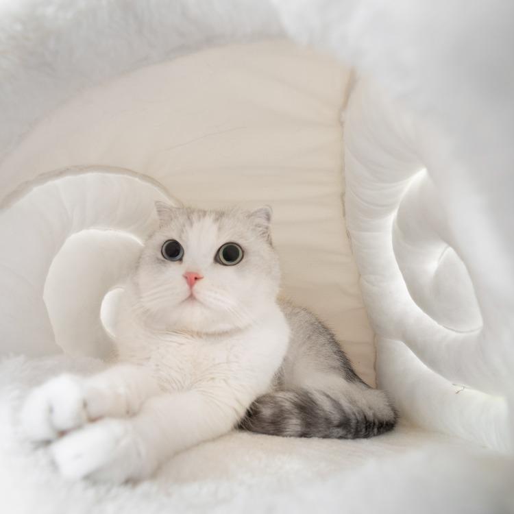 Furrytail Little Snail Cat Bed 尾巴生活蜗牛窝 - Destiny Pet