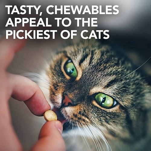 VET'S BEST URINARY TRACT SUPPORT