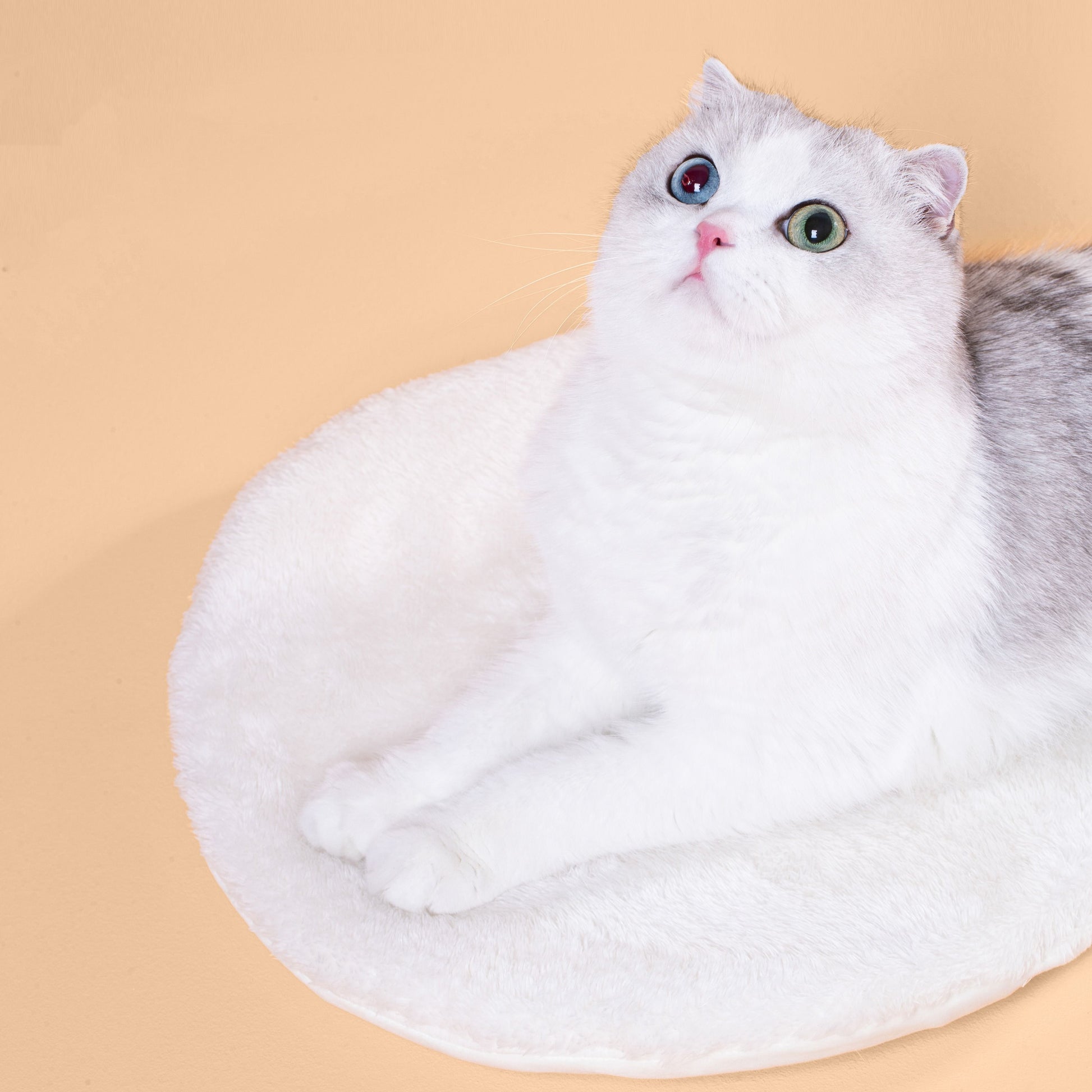 Furrytail Little Snail Cat Bed 尾巴生活蜗牛窝 - Destiny Pet