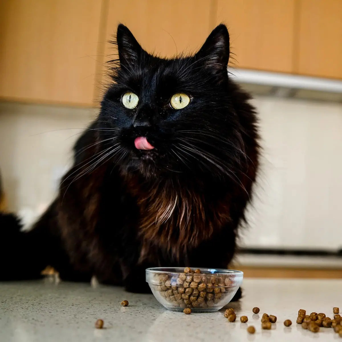 Go! CARNIVORE GRAIN-FREE SALMON + COD RECIPE CAT FOOD