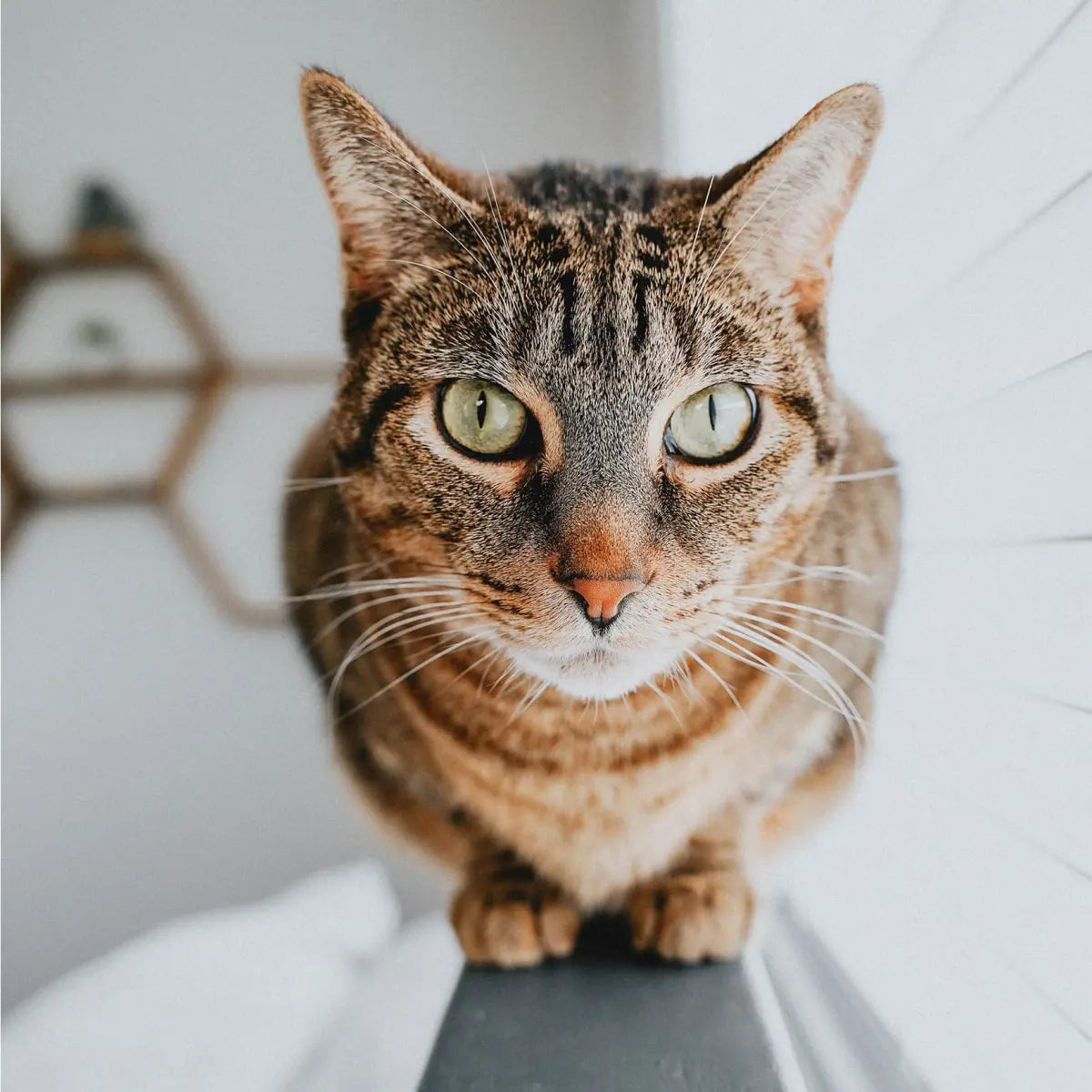 Go!SKIN + COAT CARE GRAIN-FREE SALMON RECIPE CAT FOOD