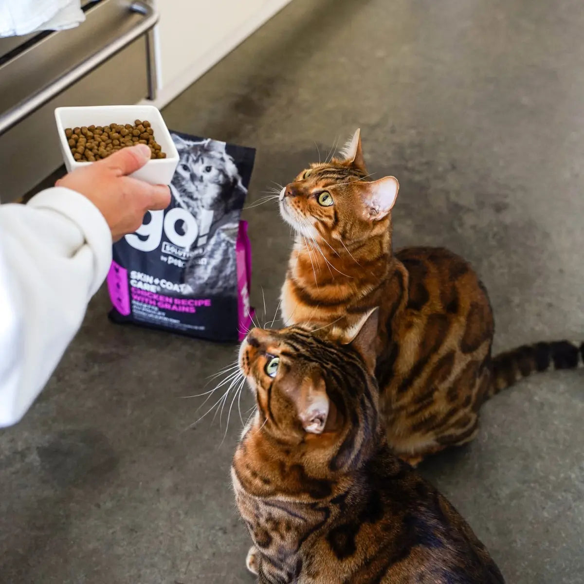 Go! SKIN + COAT CARE CHICKEN RECIPE WITH GRAINS CAT FOOD