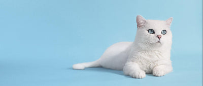 Premium cat supplies banner - Destiny Pet Canada