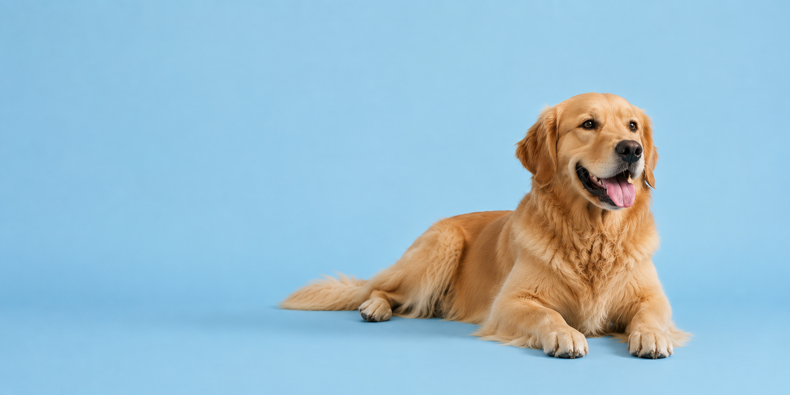 Premium dog supplies banner - Destiny Pet Canada