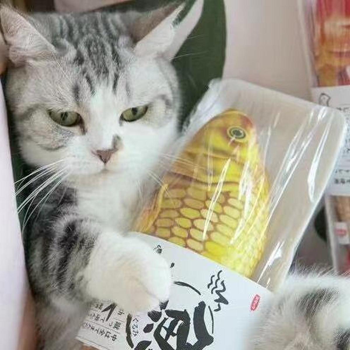 Cat with a golden packaged catnip fish toy in a lifestyle scene [Gallery: Lifestyle]