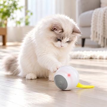 Cat playing with the Aiwo interactive rolling cat ball toy indoors