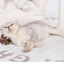 Cat playing beside a silvervine catnip ball toy