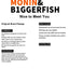 Monin & B1GGERFISH floral pet dress brand overview and purchase notes in English