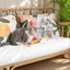 Cat with multiple packaged catnip fish toys on a rattan sofa [Gallery: Lifestyle]