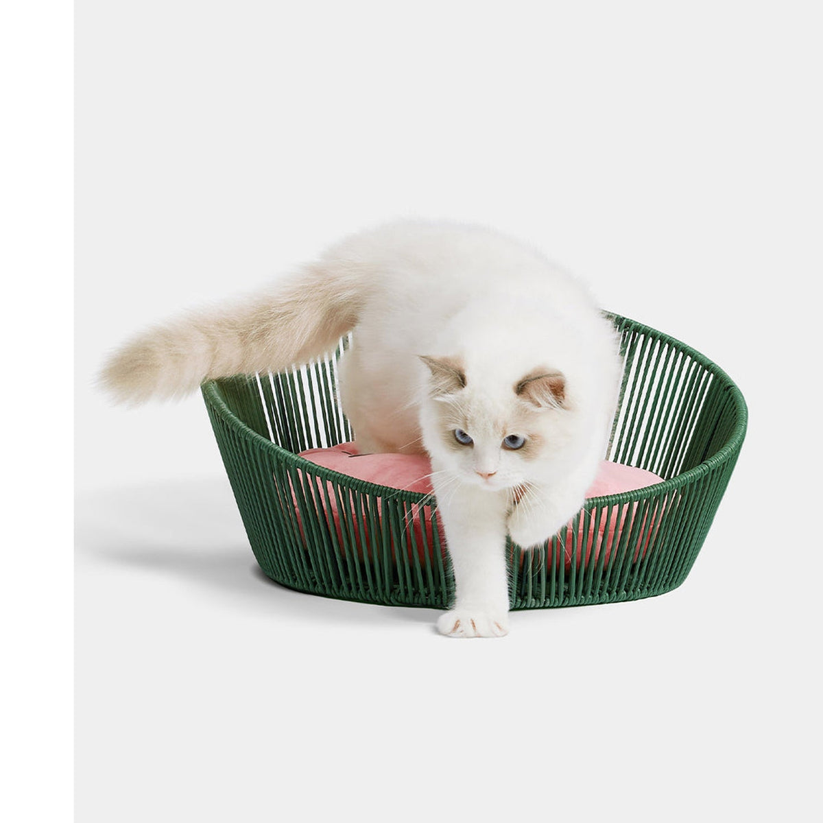 VETRESKA watermelon rattan pet bed with a white cat entering the bed, corrected effective square composition [Comparison: corrected after original 2, 2026-09-10]