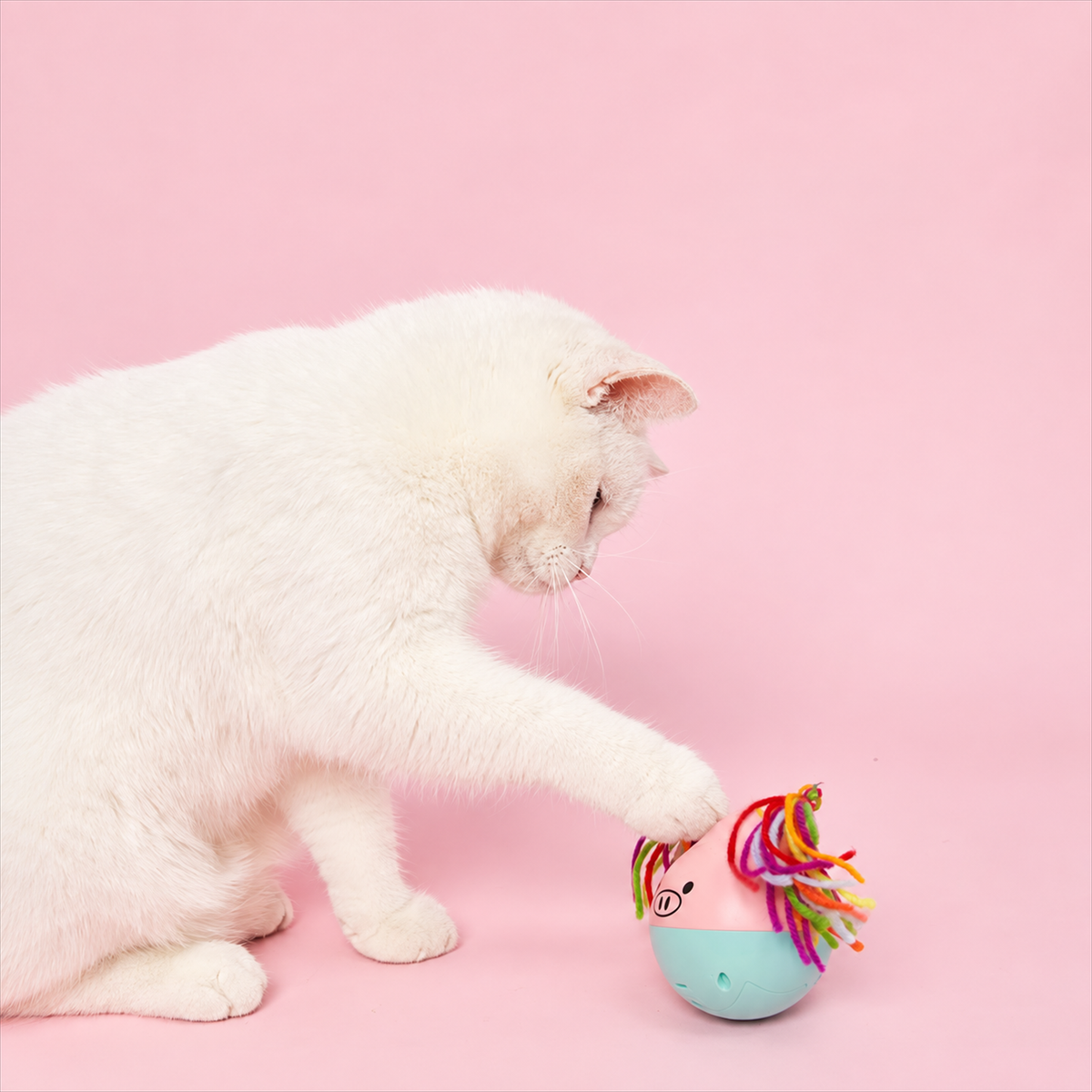 Fofos Disco Ball Tumbler Pig interactive cat toy - real cat usage scene