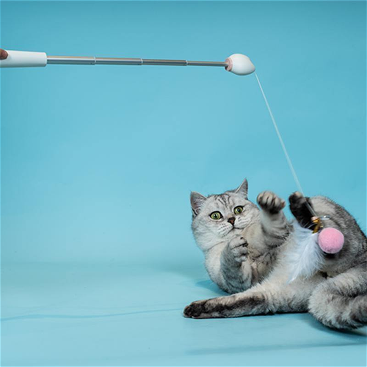 Aiwo multifunctional cat teaser - real cat play scene