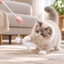 Aiwo panda-shaped laser cat teaser - real cat play scene