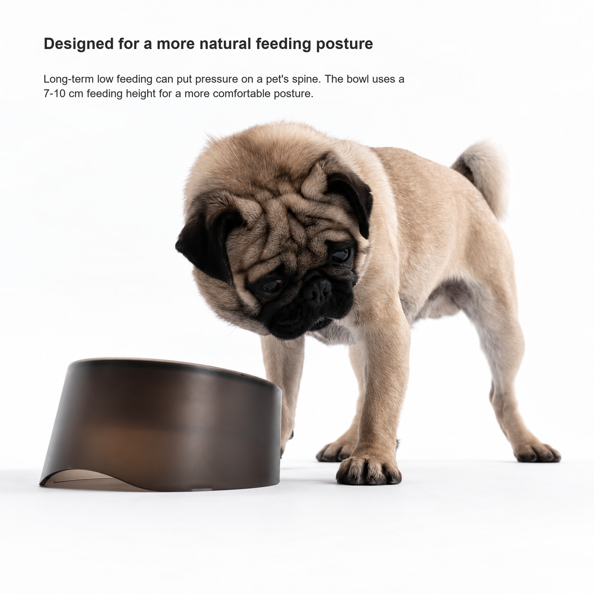 Cat or dog using the PIDAN Iceberg angled pet bowl [Gallery: Description]