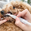 Pet toothbrush gel applicator used to brush a dog's teeth