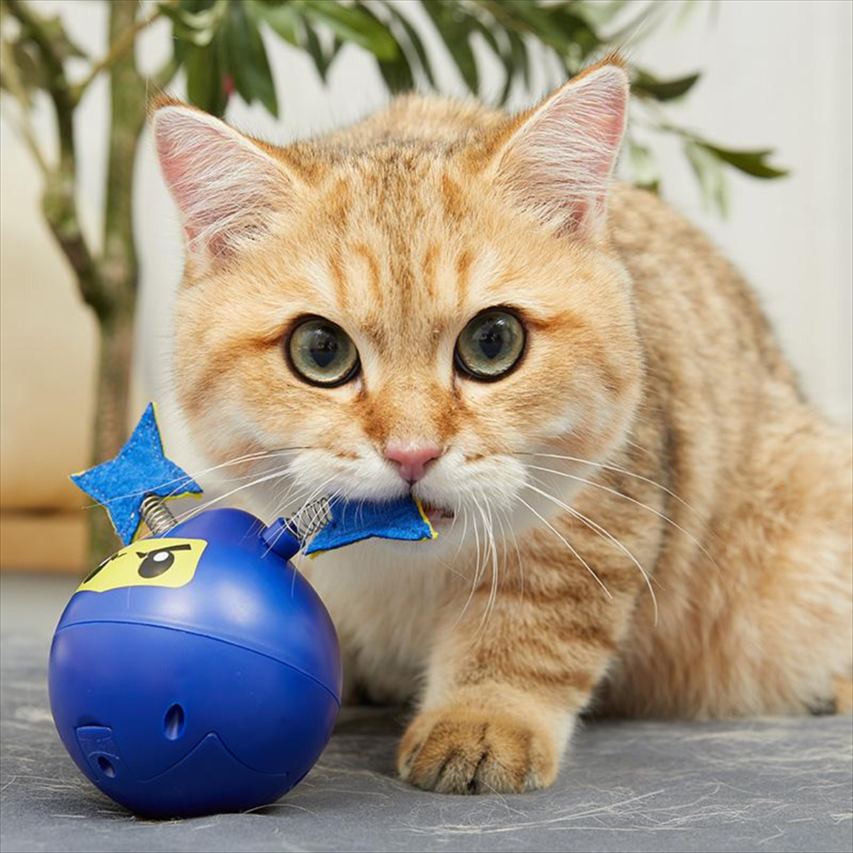 Fofos Mr. Ninja automatic cat toy - real cat usage scene