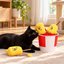 Black cat playing with silvervine corn cob cat toys in a bright home setting