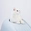 Furrytail Whale-Shaped cat litter box, image 5, product detail or lifestyle view [Gallery: Shared]