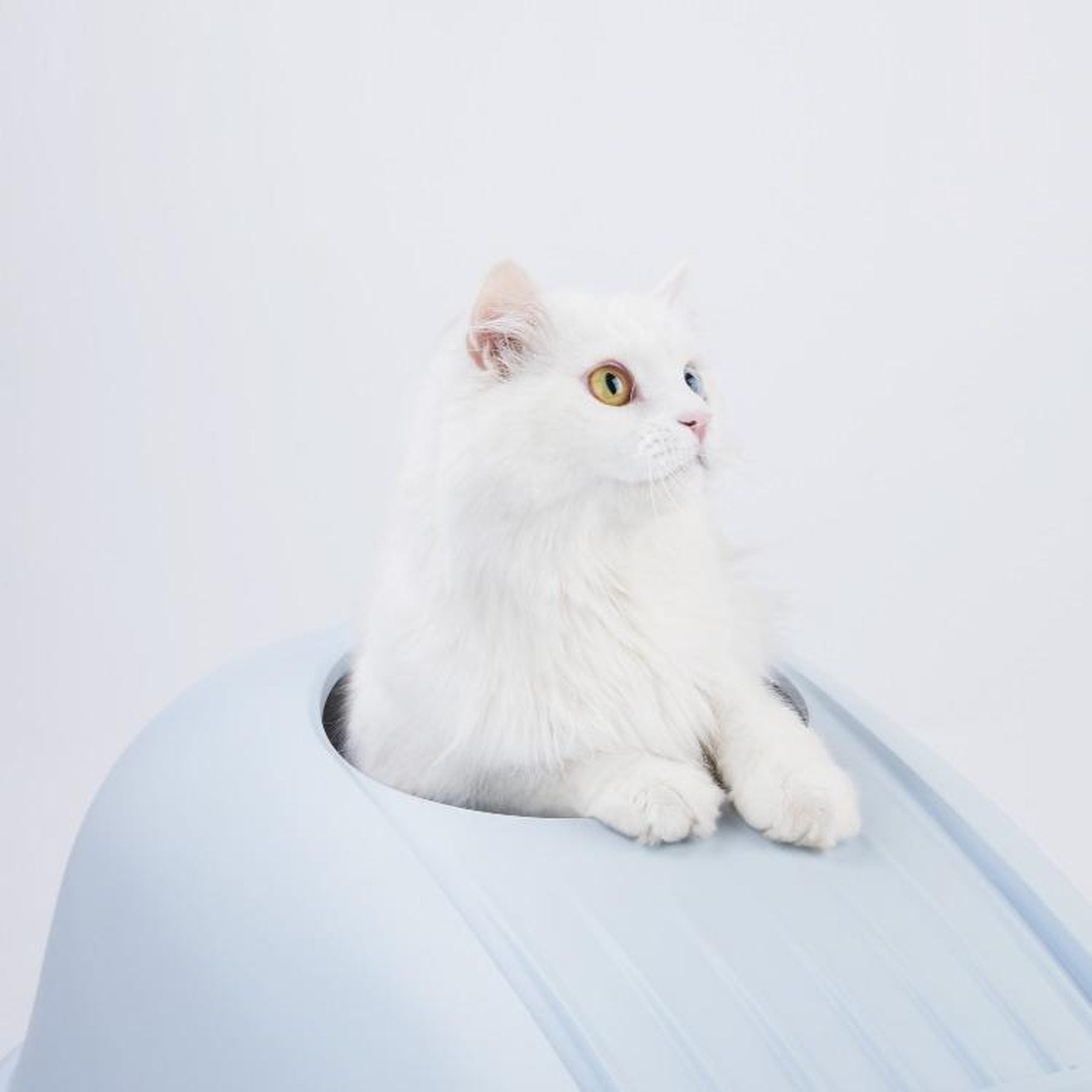 Furrytail Whale-Shaped cat litter box, image 5, product detail or lifestyle view [Gallery: Shared]