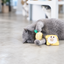 Gray cat playing with a Lemon-shaped matatabi cat dental toy