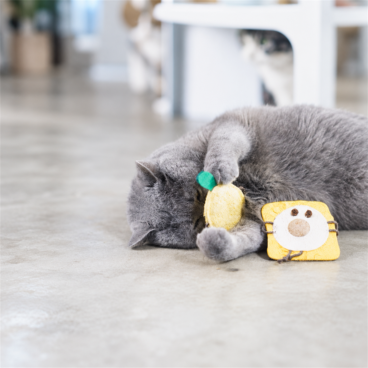 Gray cat playing with a Lemon-shaped matatabi cat dental toy