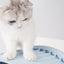 Furrytail Whale-Shaped cat litter box, image 6, product detail or lifestyle view [Gallery: Shared]