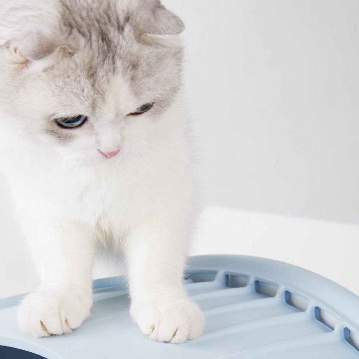 Furrytail Whale-Shaped cat litter box, image 6, product detail or lifestyle view [Gallery: Shared]
