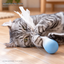 PIDAN Rolling Cat Teaser | English translated square detail 06