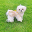 Effective-expanded lifestyle image 7 for Monin & B1GGERFISH floral pet dress