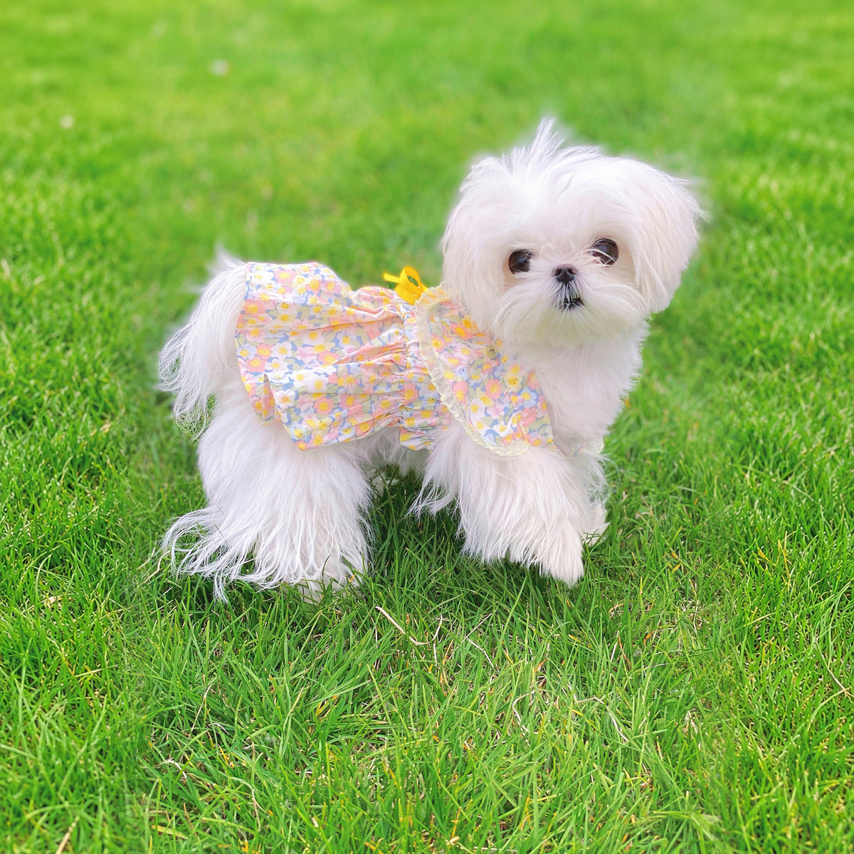 Effective-expanded lifestyle image 7 for Monin & B1GGERFISH floral pet dress