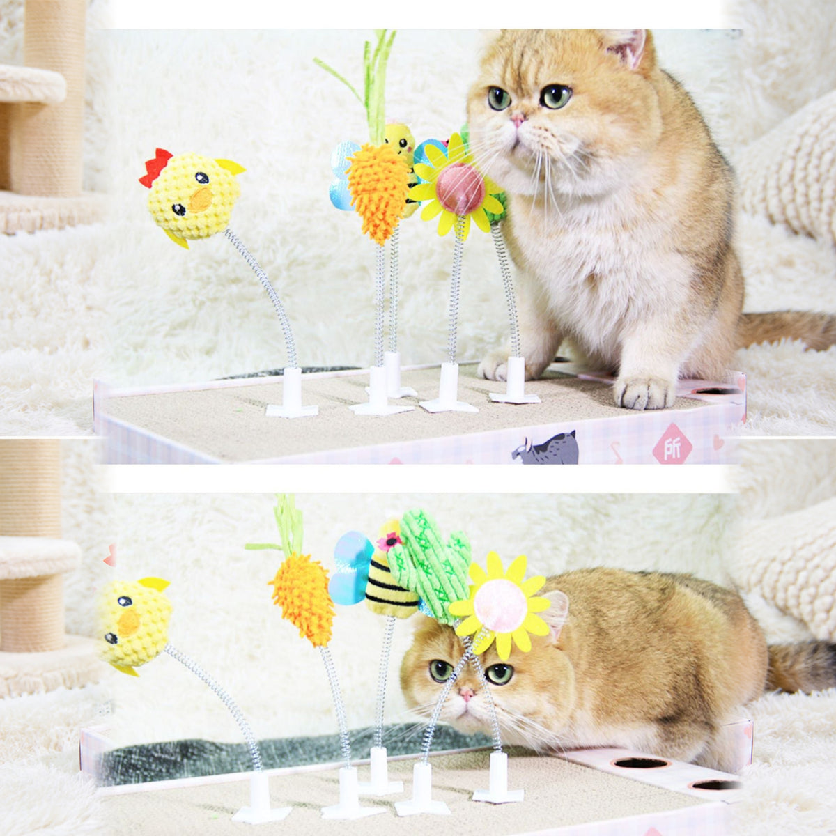 Cat playing with colorful FOFOS cat scratcher attachments on a board