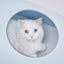Furrytail Whale-Shaped cat litter box, image 9, product detail or lifestyle view [Gallery: Shared]
