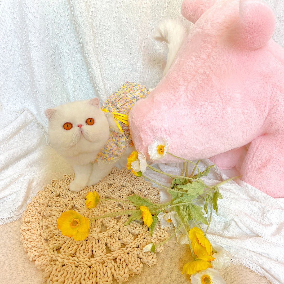 Effective-expanded lifestyle image 11 for Monin & B1GGERFISH floral pet dress