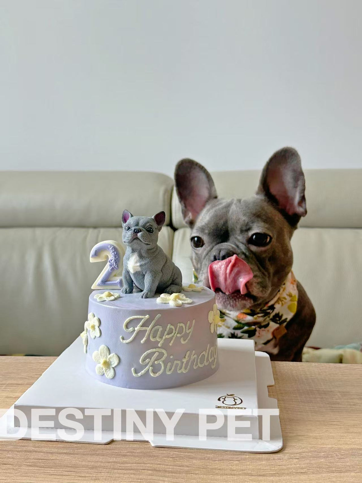 Pet Cake，Pet Birthday Cake, Pet Cake，Dog&Cat Birthday Cake