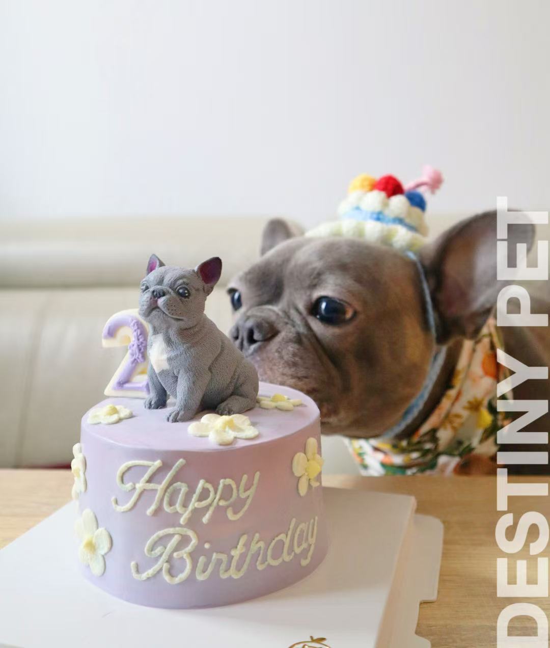 Pet Cake，Pet Birthday Cake, Pet Cake，Dog&Cat Birthday Cake