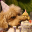 Mini Pet Cake，Pet Birthday Cake, Pet Cake，Dog&Cat Birthday Cake