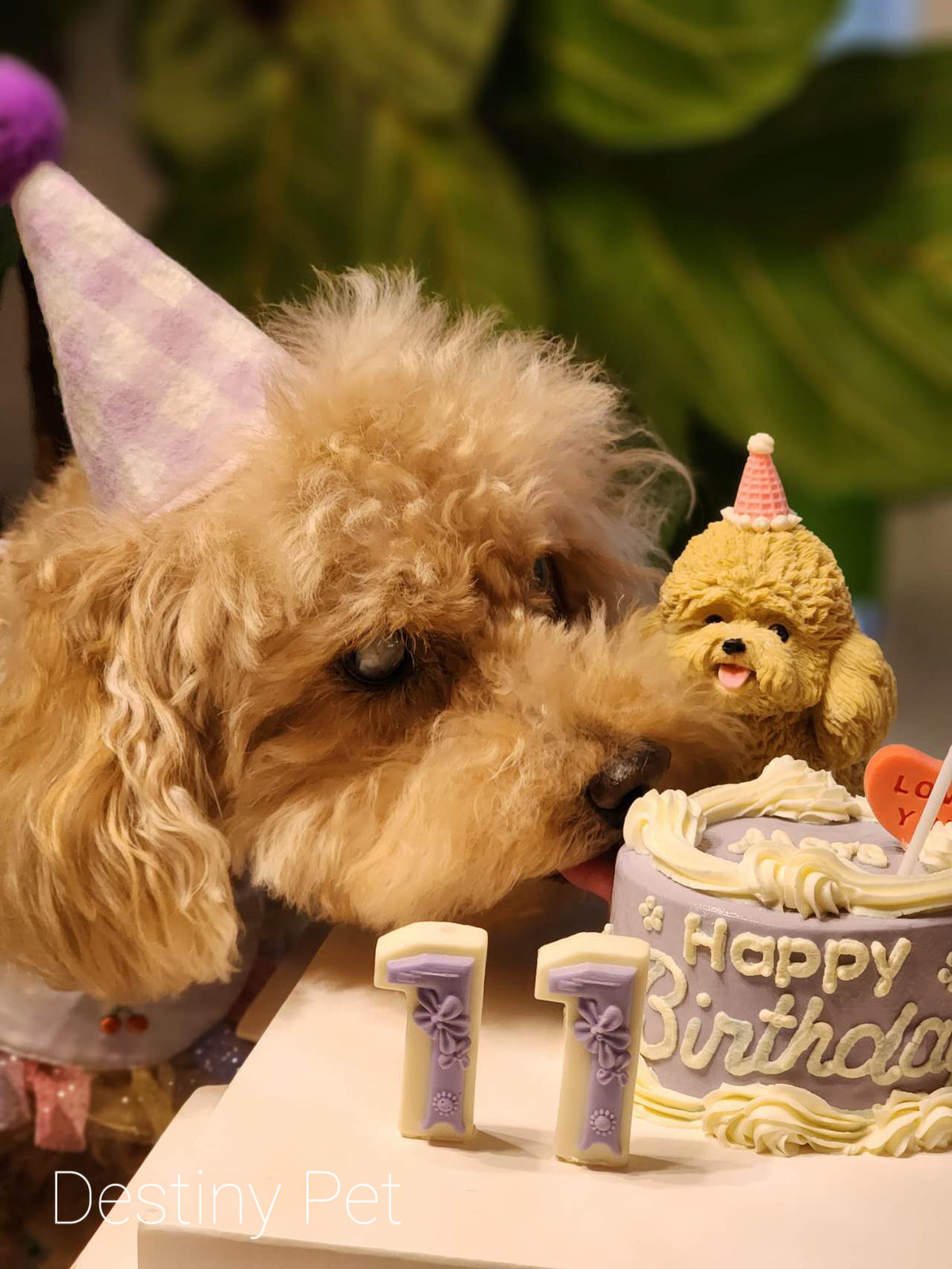 Mini Pet Cake，Pet Birthday Cake, Pet Cake，Dog&Cat Birthday Cake