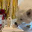 Mini Pet Cake，Pet Birthday Cake, Pet Cake，Dog&Cat Birthday Cake
