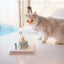 Mini Pet Cake，Pet Birthday Cake, Pet Cake，Dog&Cat Birthday Cake