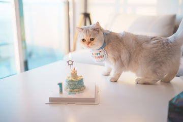 Mini Pet Cake，Pet Birthday Cake, Pet Cake，Dog&Cat Birthday Cake
