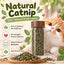 Natural dried catnip jar with leaves and a curious cat close-up
