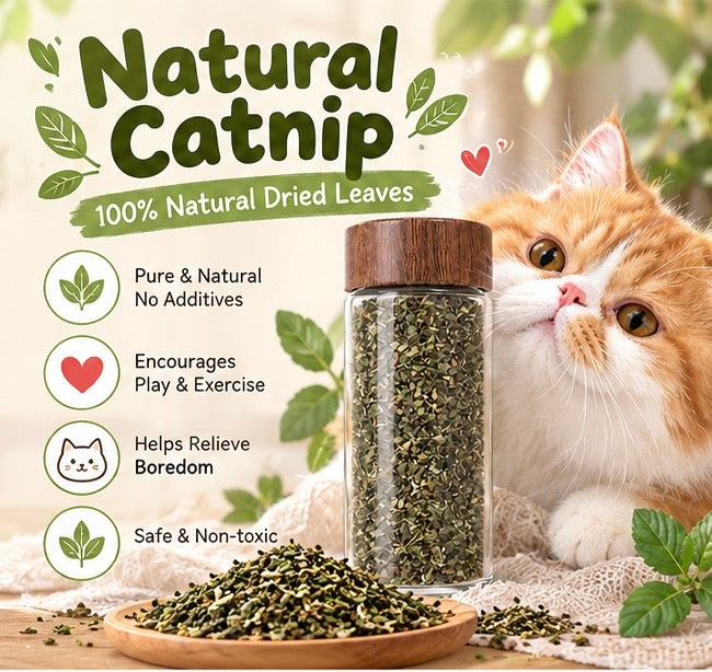 Natural dried catnip jar with leaves and a curious cat close-up