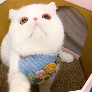 White cat wearing a blue floral pet bib scarf