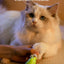 Cactus LED Pet Nail Grinder with 2 Speeds product image