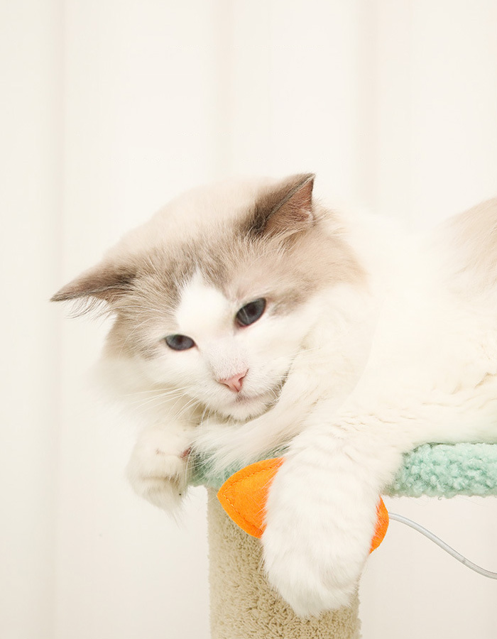 Pink Forest Cat Tree