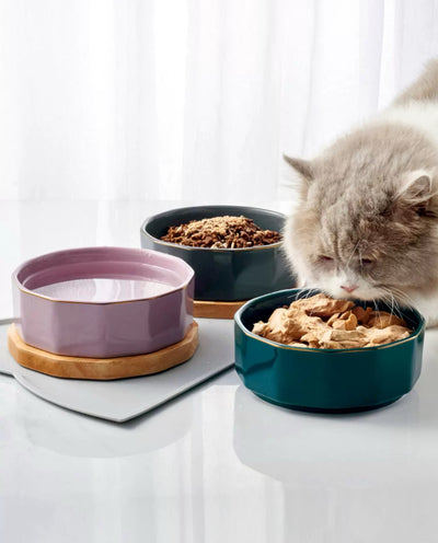 Elegant Ceramic Pet Bowl with Oak Base