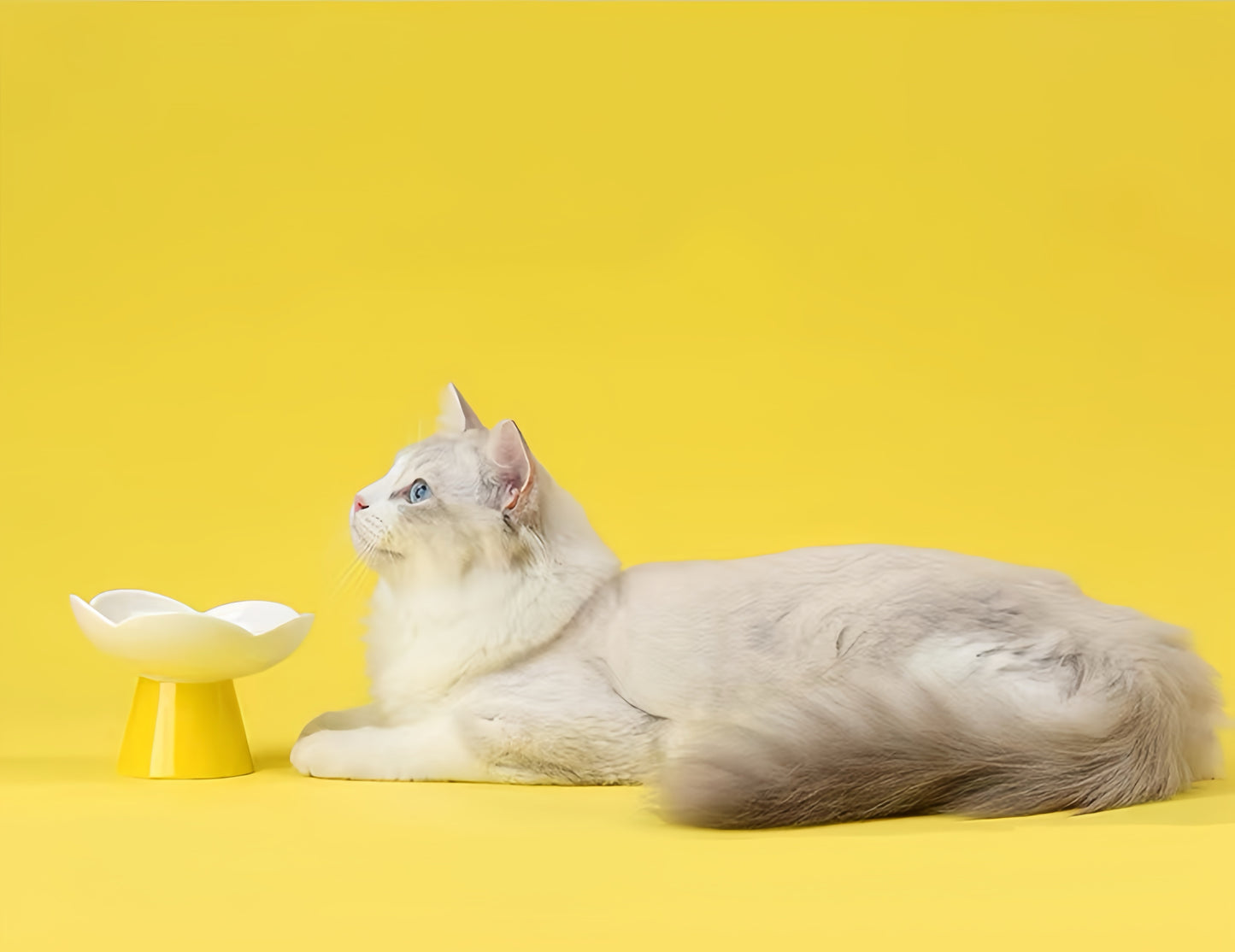 Blooming Flower Ceramic Pet Bowl